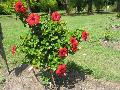 Hoochie Coochie Hibiscus / Hibiscus rosa-sinensis 